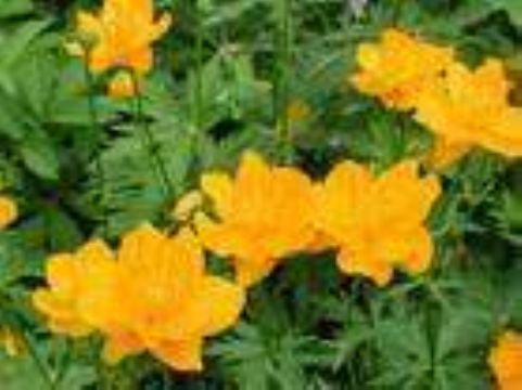 Trollius Chinensis  Extract